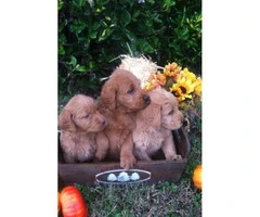 Sweet and lovable Labradoodle puppies with Soft curly coats - 5