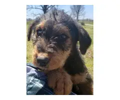 Beautiful Airedale terrier puppies - 2