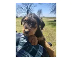 Beautiful Airedale terrier puppies - 4