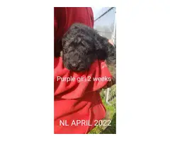 Black and red long coat German Shepherd puppies - 12