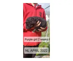 Black and red long coat German Shepherd puppies - 14