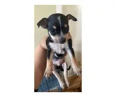 Purebred toy size chihuahua puppies