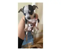 Purebred toy size chihuahua puppies - 2