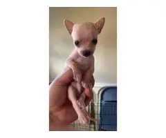 Purebred toy size chihuahua puppies - 3