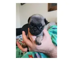 Registered Pug Puppies Available