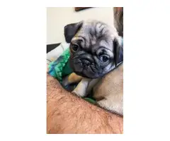 Registered Pug Puppies Available - 2