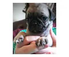 Registered Pug Puppies Available - 3