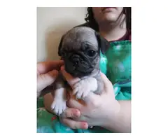 Registered Pug Puppies Available - 4