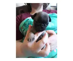 Registered Pug Puppies Available - 5