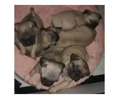 Registered Pug Puppies Available - 6