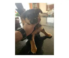 Full-blooded Teacup yorkie puppies for sale - 3