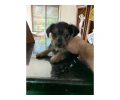 Full-blooded Teacup yorkie puppies for sale - 4