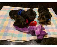 Full-blooded Teacup yorkie puppies for sale - 6