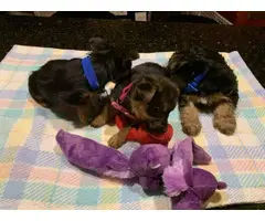 Full-blooded Teacup yorkie puppies for sale - 7