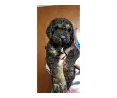 Three Golden Aussie Doodle puppies available - 2