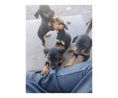 7 weeks old Purebred Doberman puppies