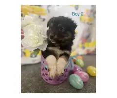 2 mini Aussie Puppies for sale - 3