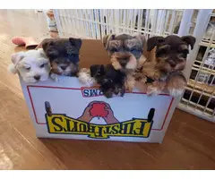 Stunning Purebred Mini Schnauzer Pups!