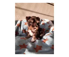 Stunning Purebred Mini Schnauzer Pups! - 2