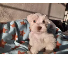 Stunning Purebred Mini Schnauzer Pups! - 3