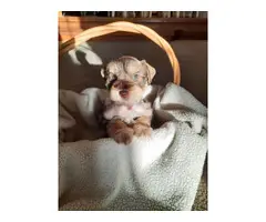 Stunning Purebred Mini Schnauzer Pups! - 5