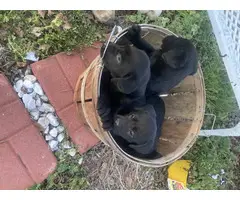 AKC black lab puppies - 2