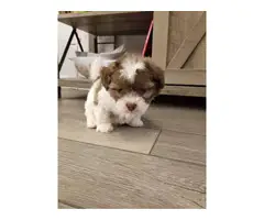 2 Adorable Shihpoo puppies small breed