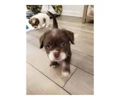 2 Adorable Shihpoo puppies small breed - 3