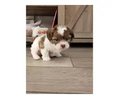 2 Adorable Shihpoo puppies small breed - 4