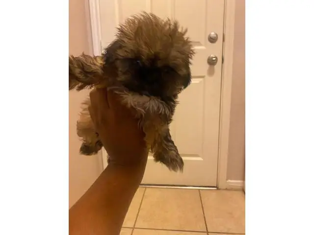 1 boy & 1 girl Shih tzu puppies
