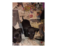 2 Jack Chi puppies available