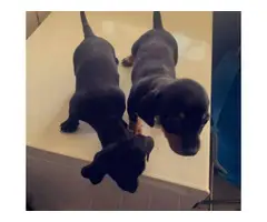 2 Jack Chi puppies available - 4