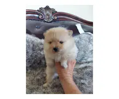 2 Sweetheart Pomeranian babies looking for a new home