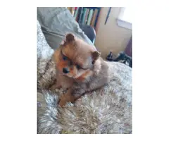 2 Sweetheart Pomeranian babies looking for a new home - 2