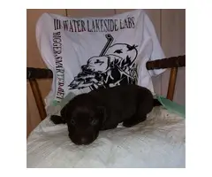 Akc registered yellow and chocolate Lab puppies - 4