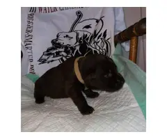 Akc registered yellow and chocolate Lab puppies - 5