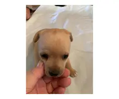 Four Chiweenie puppies ready for rehoming