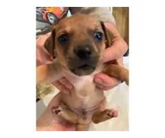 Four Chiweenie puppies ready for rehoming