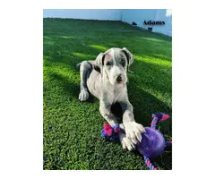 Male Great Dane puppy in need of a forever home