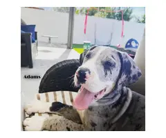 Male Great Dane puppy in need of a forever home