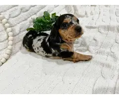 Mini Dachshund Puppies for sale