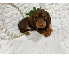 Mini Dachshund Puppies for sale - 2