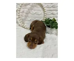 Mini Dachshund Puppies for sale - 3