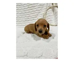 Mini Dachshund Puppies for sale - 5