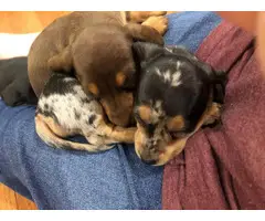 Mini Dachshund Puppies for sale - 7