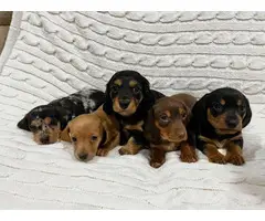 Mini Dachshund Puppies for sale - 8