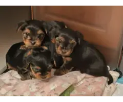 4 Adorable Yorkie puppies available for sale