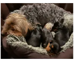 4 Adorable Yorkie puppies available for sale - 2