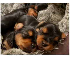 4 Adorable Yorkie puppies available for sale - 3