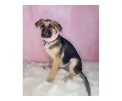 6 German Shepherd puppies available - 2